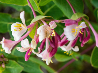 Obraz premium Honeysuckle