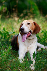 Dog breed Anglo-Russian Hound
