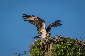 Osprey, Pandion haliaetus, on a sunny morning with bright blue sky launches from nest box