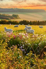 Fototapeten sheep grazing at sunset, beautiful countryside © Krzysztof Dac