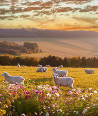 sheep grazing at sunset, beautiful countryside