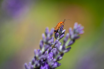 Kleiner roter Käfer erklettert Lavendlblüte
