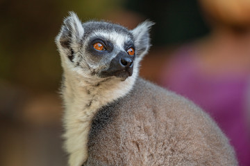 Lemur from the island of Madagascar