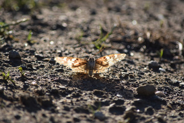 resting butterfly on the ground 