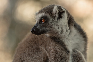 Lemur from the island of Madagascar