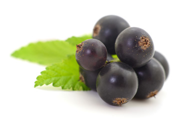Black currants isolated.