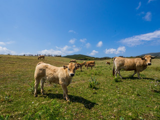 Fototapeta premium Corsican Cows