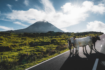 Cows standing on EN3 longitudinal road northeast of Mount Pico and the silhouette of the Mount Pico...