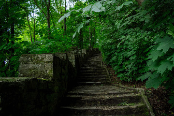 wooden stairway in the forest