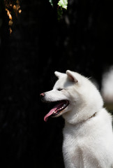 white dog breed japanese akita inu outdoors