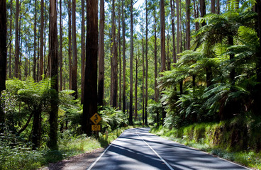 Tall mountain ash and tree ferns line road that passes over the Black Spur near Melbourne,...