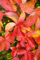 autumn pink, orange and red leaves of trees on green background