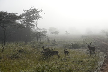 Deer the mist