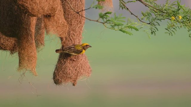 Baya weaver (Ploceus philippinus) with Nesting Colony