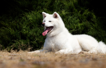 Obraz premium white dog breed japanese akita inu outdoors