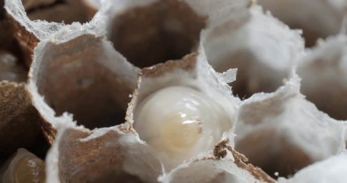 Larves d'insectes dans leurs alv&eacute;oles 