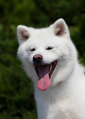 white dog breed japanese akita inu outdoors