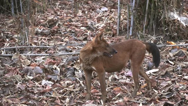 a male dhole also known as an asiatic wild dog looks around at tadoba andhari tiger reserve in india