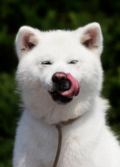 Obraz premium white dog breed japanese akita inu outdoors