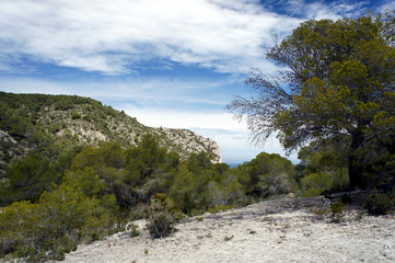 Fototapeta na wymiar The island of Ibiza is often called the white island. Here even mountain pines have white branches.