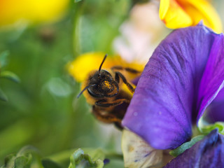 Bienchen bei der Arbeit 