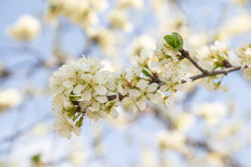 Apple blossoms in soft dreamy sunlight, panoramic closeup with shallow focus