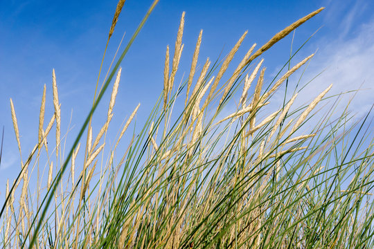 D&uuml;nengras / Strandhafer vor blauem Himmel