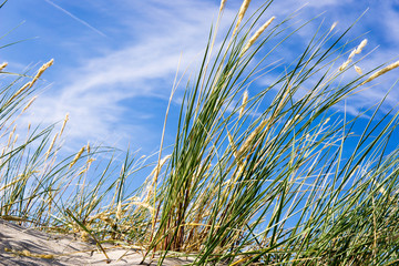 Dünengras / Strandhafer vor blauem Himmel