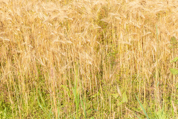 golden wheat field