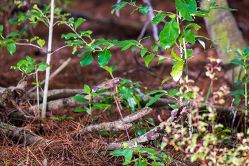 Undergrowth in pine needles