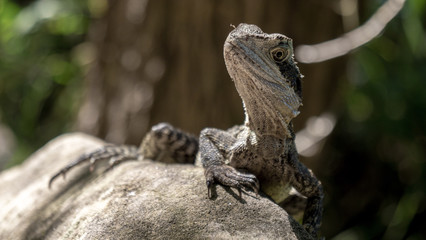 Australian Water Dragon