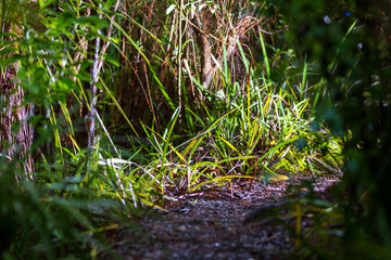 Tramping track New Zealand