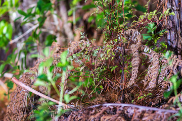 New Zealand undergrowth