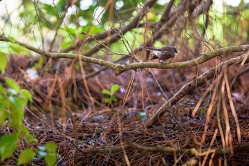 New Zealand fantail