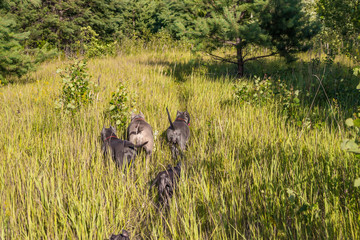 The Staffordshire Terrier family ran out for a walk, the mother with the puppies walk free
