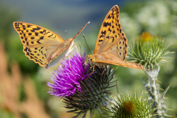 bristly (Carduus) as a good honey plant and butterflies collect nectar