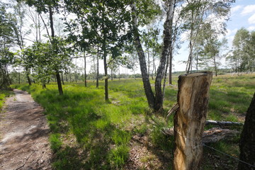 Moorlandschaft bei Gronau Venn