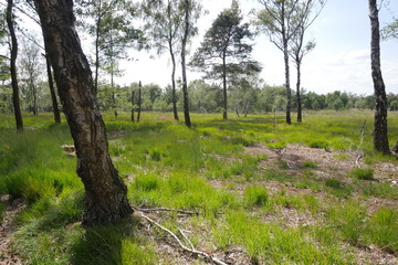 Moorlandschaft bei Gronau Venn