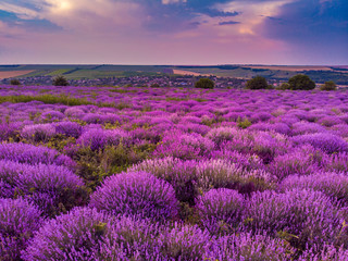 Beautiful image of lavender field Summer sunset landscape. Aerial drone. © pelinoleg