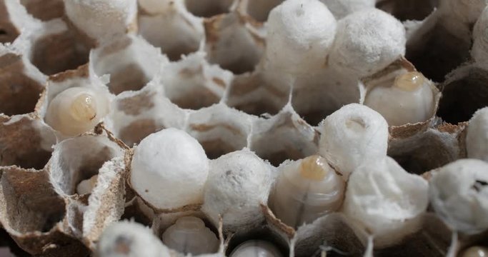 Larves d'insectes vivants