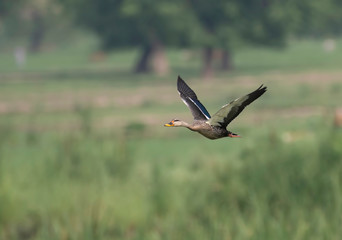 Indian Spot billed Duck