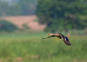 Indian Spot billed Duck