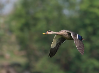 Indian Spot billed Duck Flying