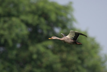 Indian Spot billed Duck Flying