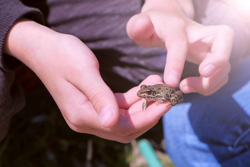 Obraz premium Boy holds in hands catching little frog and touches it back, hands closeup. Boy is walking on the riverbank. He is catching frogs. He is wearing sport suit. Child ourdoor nature exploring.