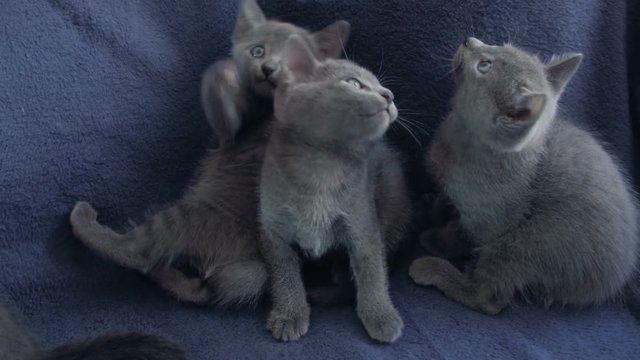 Close-up of a thoroughbred russian blue kittens on a blue background. Recorded on Blackmagic camera in Raw format.