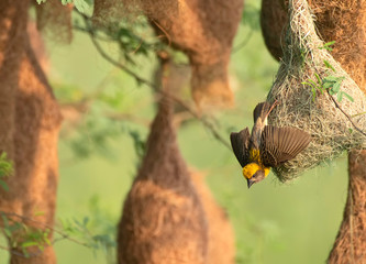Baya weaver (Ploceus philippinus) with Nesting Colony
