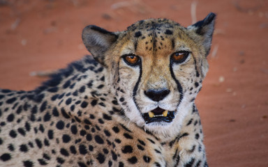 cheetah in desert