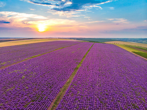 Beautiful image of lavender field Summer sunset landscape. Aerial drone.