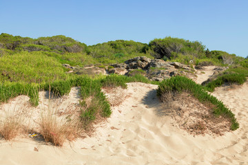 Pineta a ridosso della spiaggia - aSlento